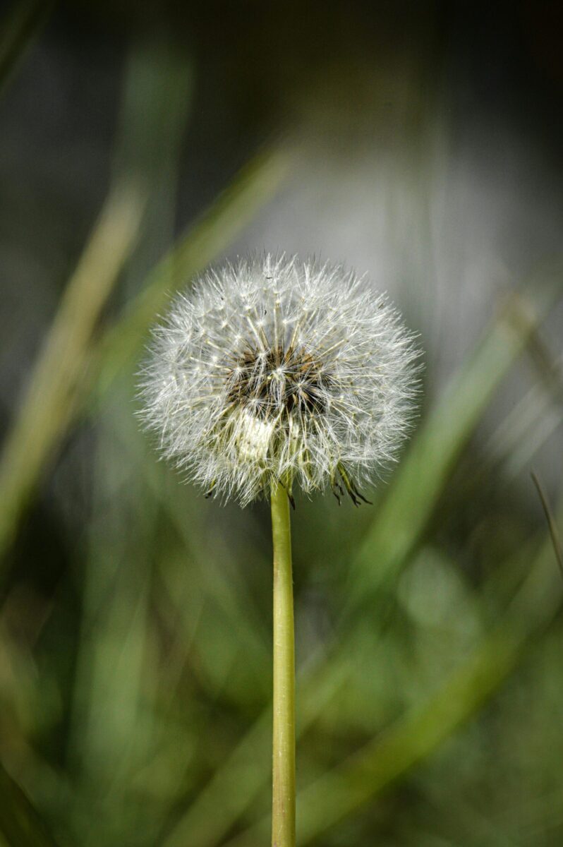 A detailed macro photo of a dandelion in Toluca de Lerdo, capturing its intricate seed head.