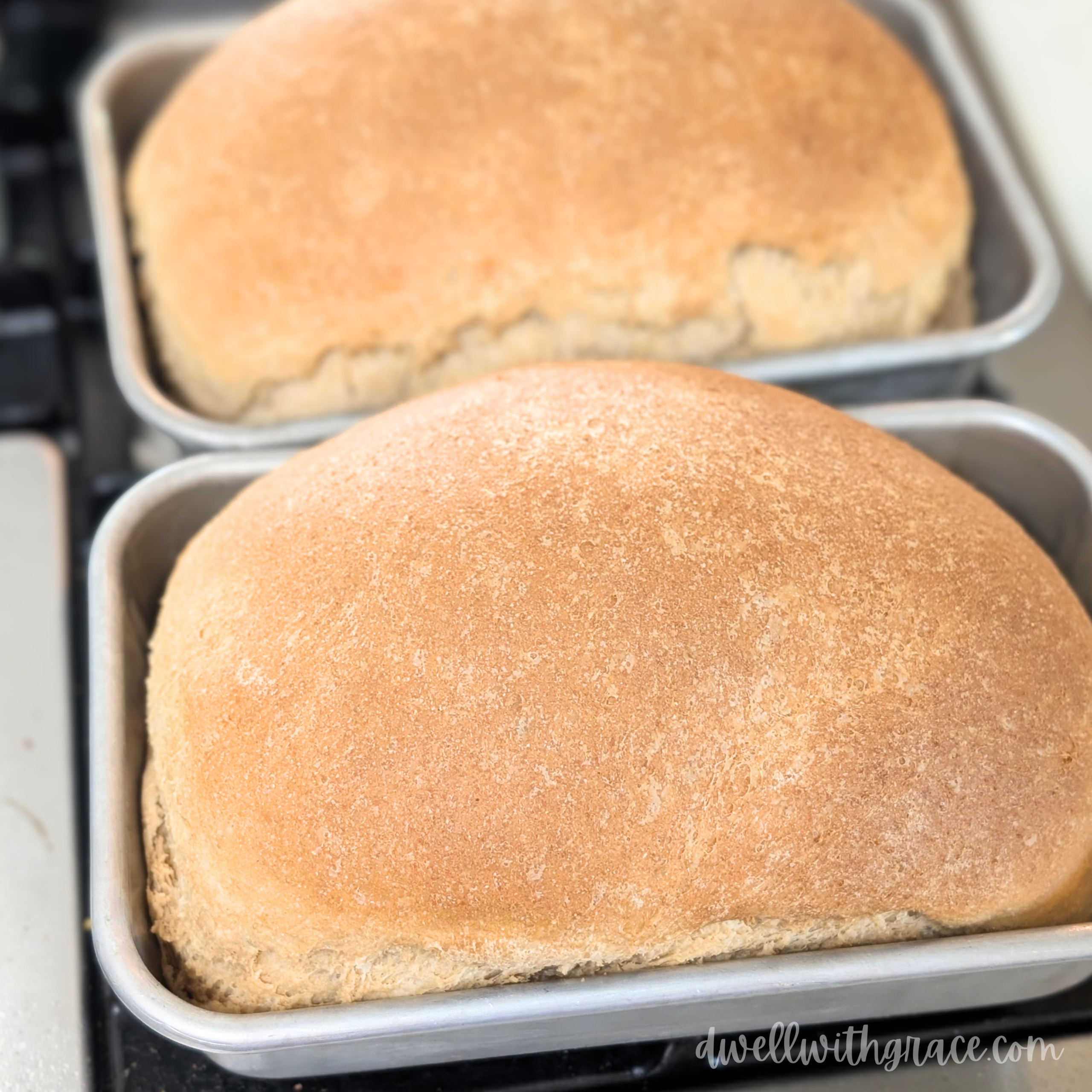 Freshly Milled Flour Sandwich Loaves